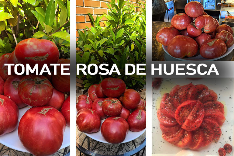 Nuestro tomate rosa de Huesca is different